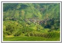 Picture Title - Rice Terraces