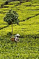 Picture Title - Tea Farm