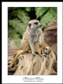 Picture Title - Meerkat 2