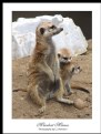 Picture Title - Meerkat 3