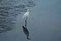 Picture Title - garça paraty