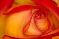 Picture Title - Rose in Depth