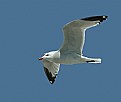 Picture Title - Audouin Seagull