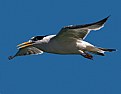 Picture Title - Elegant Tern