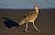 Long Billed Curlew