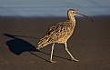 Picture Title - Long Billed Curlew