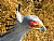 Secretary Bird II