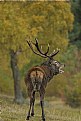 Picture Title - Stag