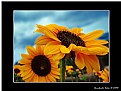 Picture Title - Sunflowers against stormy sky
