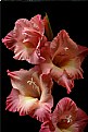 Picture Title - glads