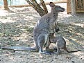 Picture Title - little kengur