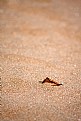 Picture Title - Leaf in Sand