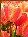 Picture Title - Dutch Tulips for Stan