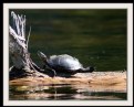 Picture Title - Painted Turtle