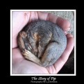 Picture Title - The Story of Pip