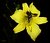 Black bee & yellow daylily...