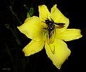 Picture Title - Black bee & yellow daylily...