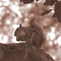 Picture Title - Squirrel