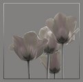 Picture Title - Colorless Tulips