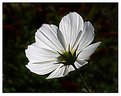 Picture Title - White Poppy