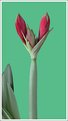 Picture Title - Amaryllis