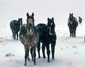 Picture Title - Winter Pasture