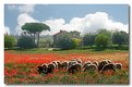 Picture Title - Sheep and Poppys - 2