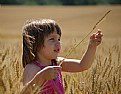 Picture Title - Before the harvest