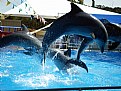 Picture Title - Dolphin Jump