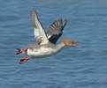 Picture Title - Common Merganser