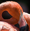 Picture Title - flamingo