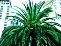 Picture Title - Palm Tree & the City