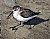 Western Sandpiper