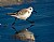 Sanderling Running