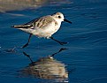 Picture Title - Sanderling Running