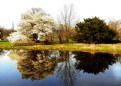 Picture Title - REFLECTIONS AT MORTOM ARBORETUM