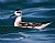 Red-necked Phalarope