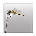 Picture Title - libellula1