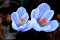 Picture Title - CROCUS PAIR