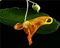 Picture Title - jewel weed