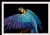 Macaw