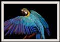 Picture Title - Macaw