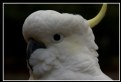Picture Title - Ruffled cockatoo I