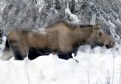 Picture Title - MOOSE NEAR FAIRBANKS AK