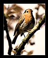 Picture Title - The English Robin