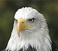 Picture Title - Eagle Eye