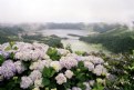 Picture Title - hydrangeas