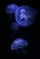 Picture Title - blue jelly