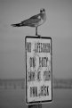 Picture Title - Say hello to your lifeguard