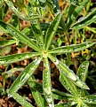 Picture Title - Wet Lupine Contest